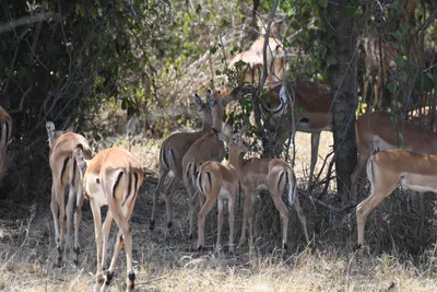 DSC_3520 (Large).JPG